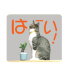 ビビ＆カカ4（個別スタンプ：12）
