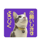 ビビ＆カカ4（個別スタンプ：13）
