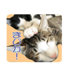 ビビ＆カカ4（個別スタンプ：16）