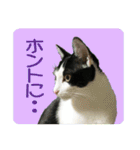 ビビ＆カカ4（個別スタンプ：17）