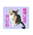 ビビ＆カカ4（個別スタンプ：20）