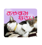 ビビ＆カカ4（個別スタンプ：31）