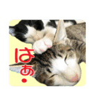 ビビ＆カカ4（個別スタンプ：33）