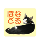 ビビ＆カカ4（個別スタンプ：34）