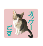 ビビ＆カカ4（個別スタンプ：36）