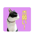 ビビ＆カカ4（個別スタンプ：37）