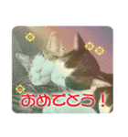 ビビ＆カカ4（個別スタンプ：38）