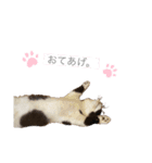 とーふの気持ち。（個別スタンプ：1）