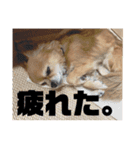 小林きなこちゃん（個別スタンプ：8）