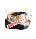 小林きなこちゃん（個別スタンプ：16）