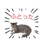 えらそうな猫様（個別スタンプ：1）