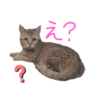 えらそうな猫様（個別スタンプ：3）