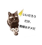 えらそうな猫様（個別スタンプ：4）