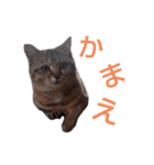 えらそうな猫様（個別スタンプ：5）