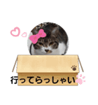 ぶーたんと、さちくんの日常（個別スタンプ：7）