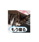 ぶーたんと、さちくんの日常（個別スタンプ：12）