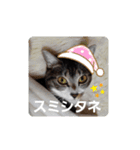 ぶーたんと、さちくんの日常（個別スタンプ：13）