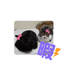 ぶーたんと、さちくんの日常（個別スタンプ：15）