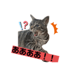 うちの天使！ちぃにゃん！（個別スタンプ：1）
