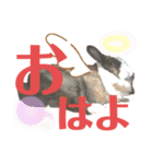 うさぎスタンプ！＋‪α‬（個別スタンプ：1）