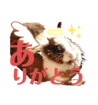 うさぎスタンプ！＋‪α‬（個別スタンプ：2）
