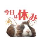 うさぎスタンプ！＋‪α‬（個別スタンプ：11）