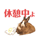 うさぎスタンプ！＋‪α‬（個別スタンプ：15）