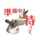 うさぎスタンプ！＋‪α‬（個別スタンプ：16）