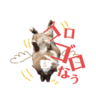 うさぎスタンプ！＋‪α‬（個別スタンプ：17）