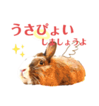 うさぎスタンプ！＋‪α‬（個別スタンプ：22）