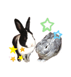 うさぎスタンプ！＋‪α‬（個別スタンプ：31）