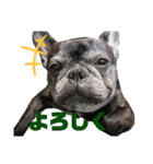 ブサイクな犬スタンプ（個別スタンプ：1）