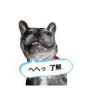 ブサイクな犬スタンプ（個別スタンプ：4）