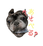 ブサイクな犬スタンプ（個別スタンプ：5）