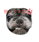 ブサイクな犬スタンプ（個別スタンプ：6）
