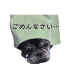 ブサイクな犬スタンプ（個別スタンプ：7）
