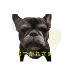 ブサイクな犬スタンプ（個別スタンプ：9）