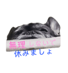 ブサイクな犬スタンプ（個別スタンプ：10）