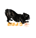 ブサイクな犬スタンプ（個別スタンプ：11）