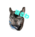 ブサイクな犬スタンプ（個別スタンプ：12）