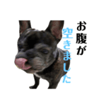 ブサイクな犬スタンプ（個別スタンプ：14）