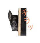 ブサイクな犬スタンプ（個別スタンプ：15）