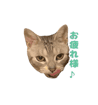 虎太郎くんのスタンプ（個別スタンプ：2）