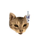 虎太郎くんのスタンプ（個別スタンプ：3）