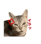 虎太郎くんのスタンプ（個別スタンプ：4）
