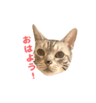 虎太郎くんのスタンプ（個別スタンプ：9）