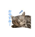 虎太郎くんのスタンプ（個別スタンプ：11）