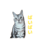 虎太郎くんのスタンプ（個別スタンプ：12）