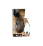 一休シリーズ（個別スタンプ：15）