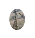 The circle of life（個別スタンプ：14）